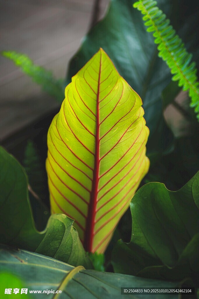 黃綠相間的獨(dú)特蕨類葉片