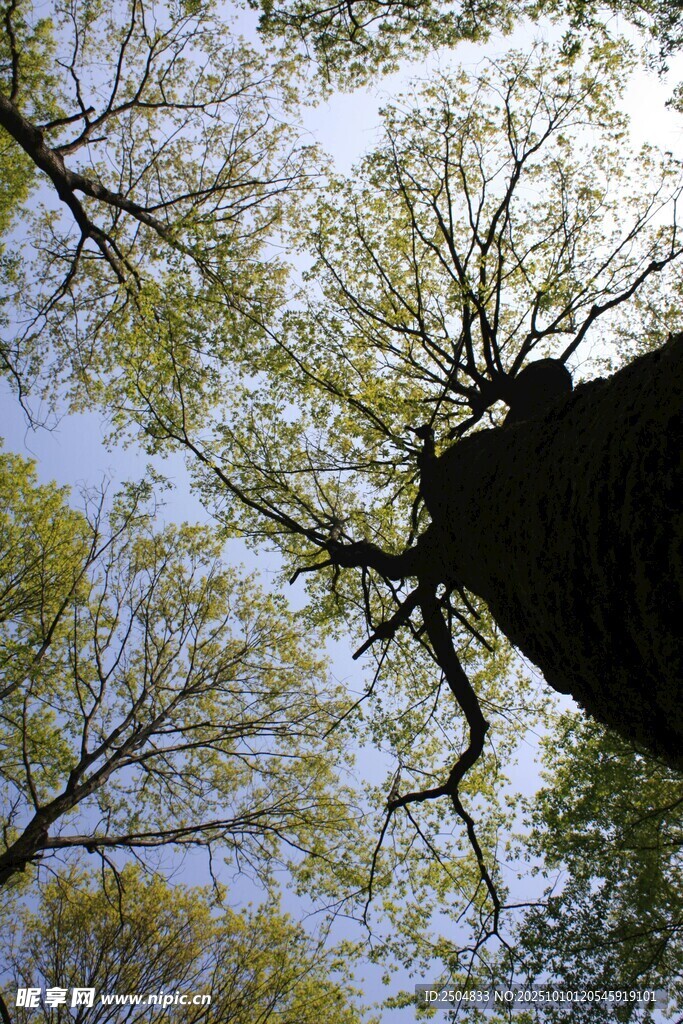 仰視蔥郁樹冠與交錯(cuò)枝丫