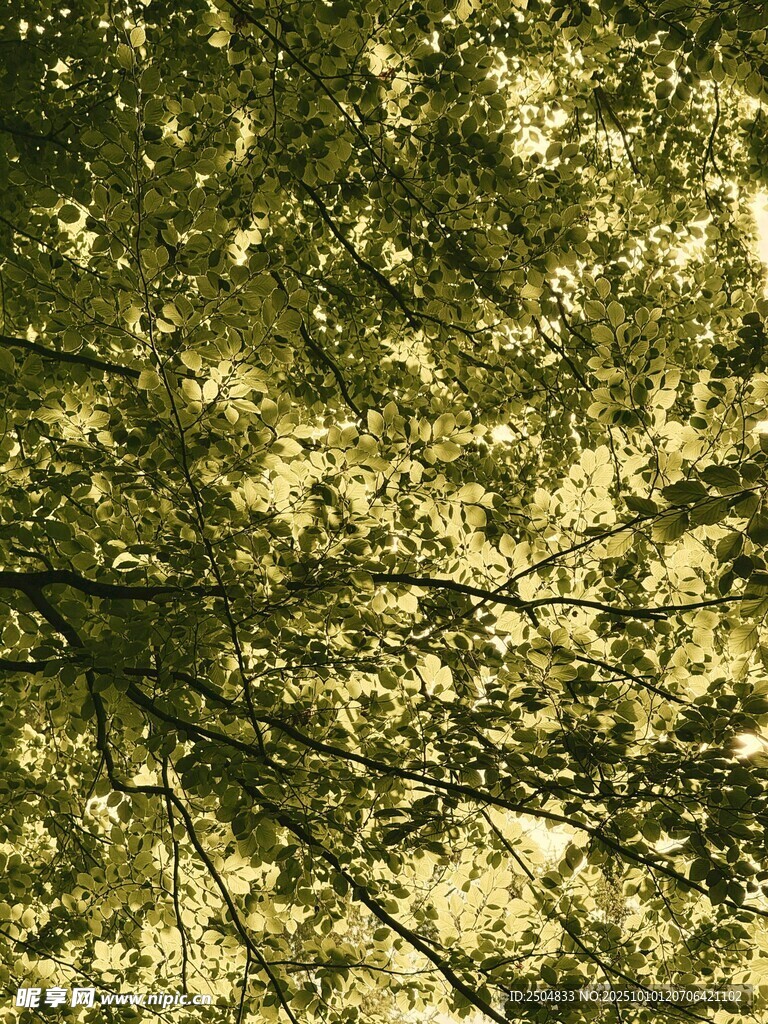 斑駁樹影下的自然景致