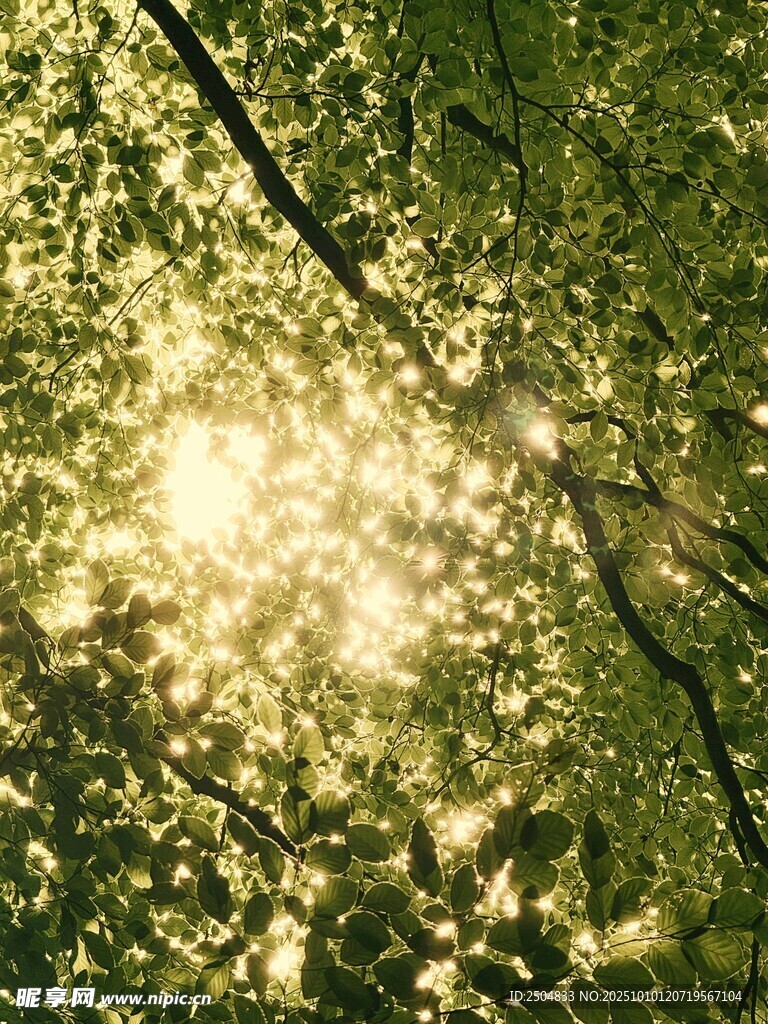 陽光透過樹葉灑下的美景