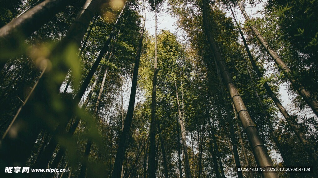 陽(yáng)光灑落的靜謐竹林