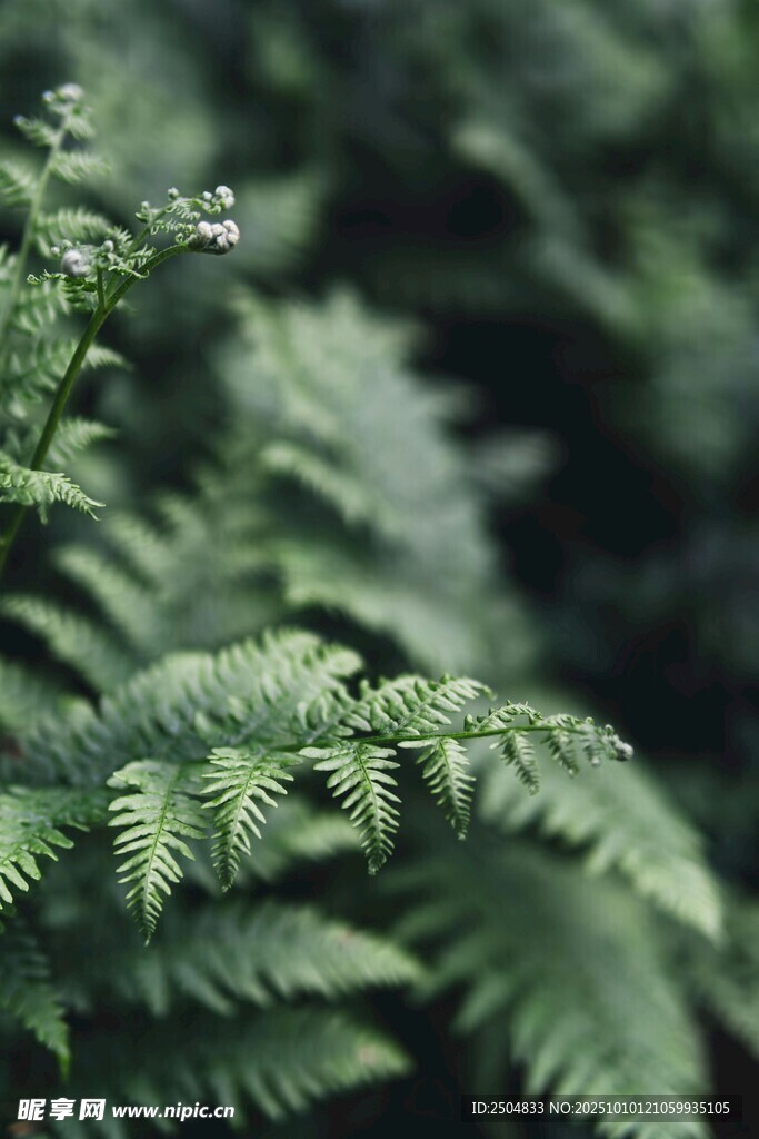翠綠蕨類植物特寫(xiě)