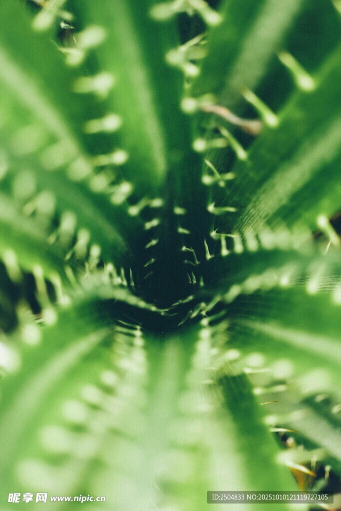 蕨類植物特寫