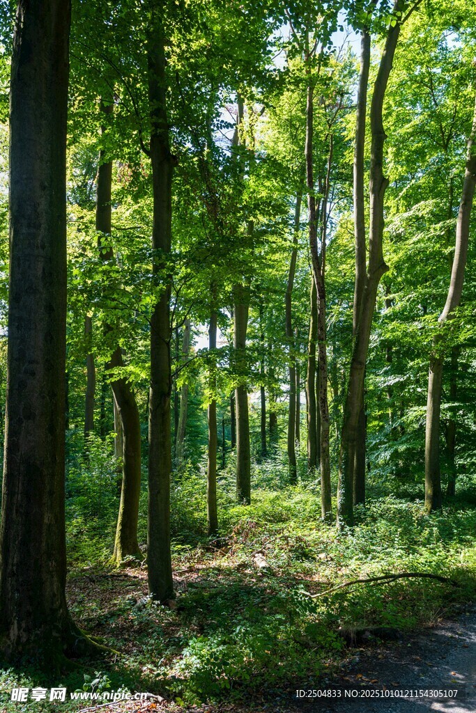 夏日林間小道的清新景致