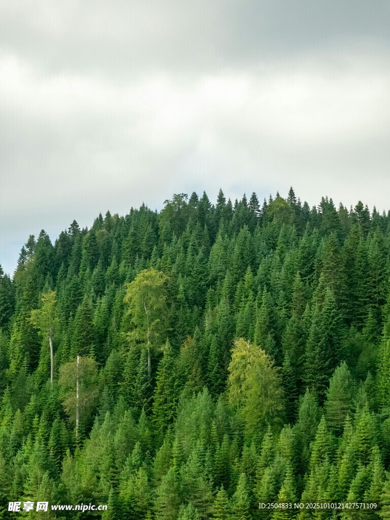 翠綠山林 云霧繚繞之景