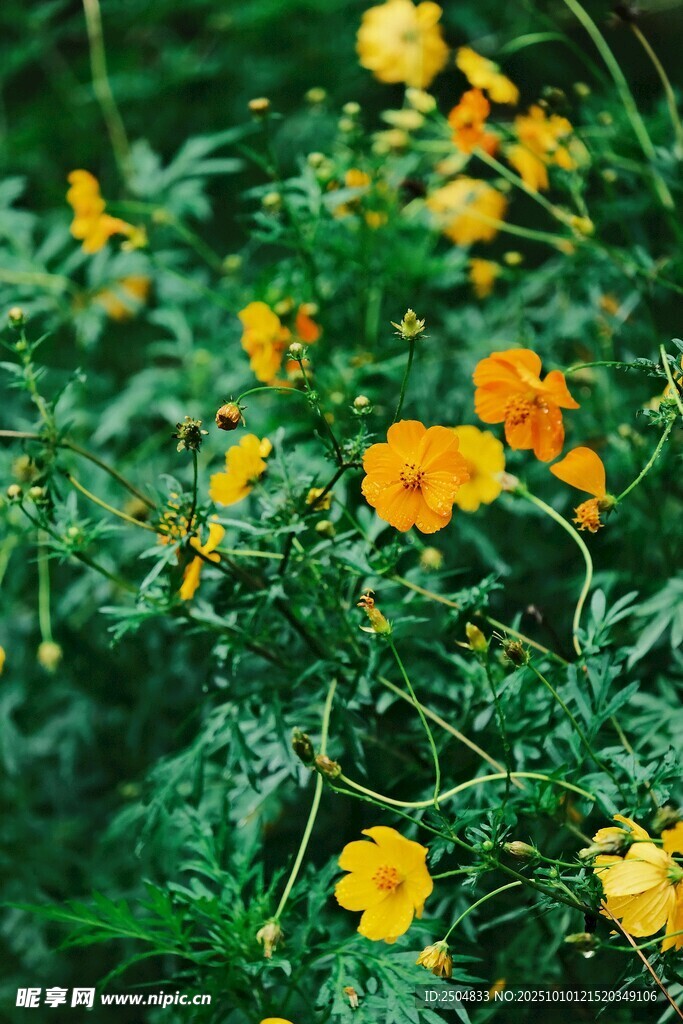 綻放的黃色小花