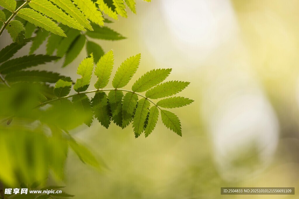 嫩綠葉片沐浴柔和陽光