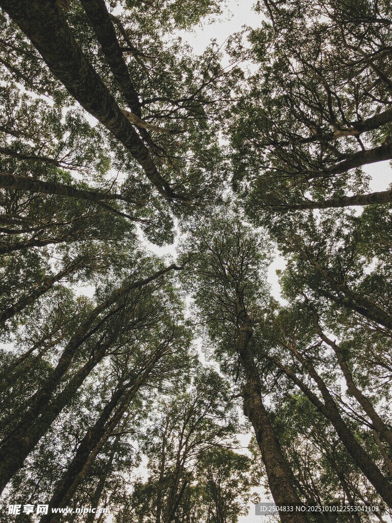 仰視茂密森林樹冠景象