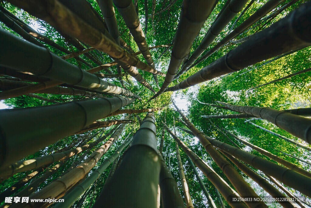 仰視茂密森林樹冠景象