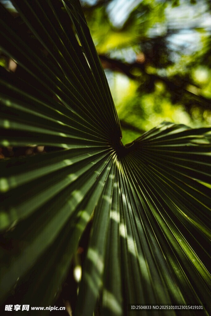 陽光下的扇形棕櫚葉