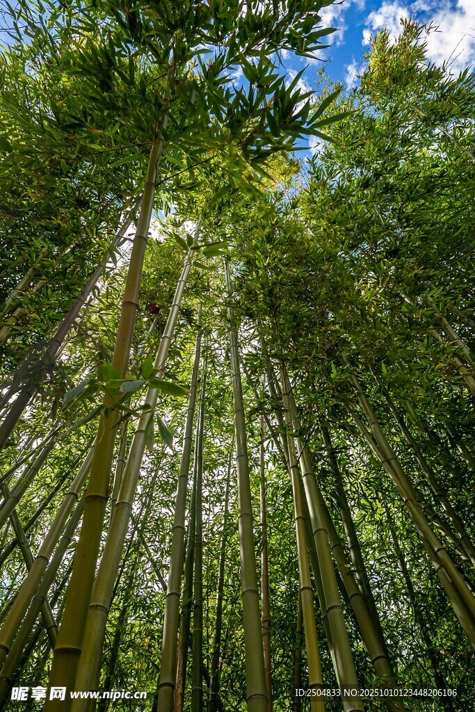 翠綠竹林 仰望藍天之景
