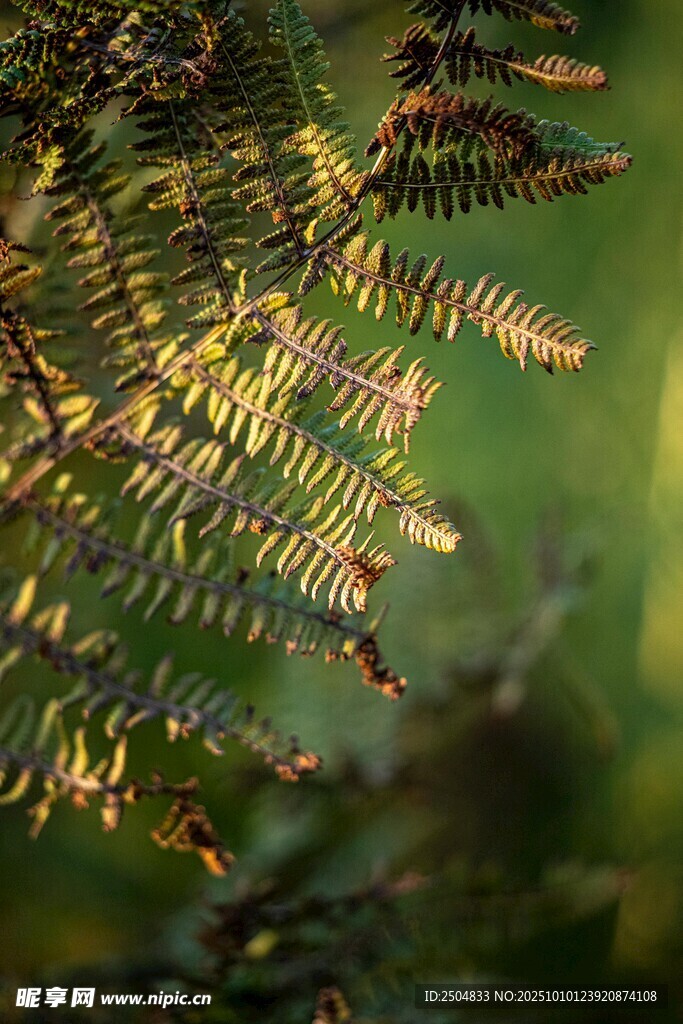 陽光下的蕨類植物葉片