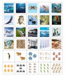 多樣動物海洋生物圖片集