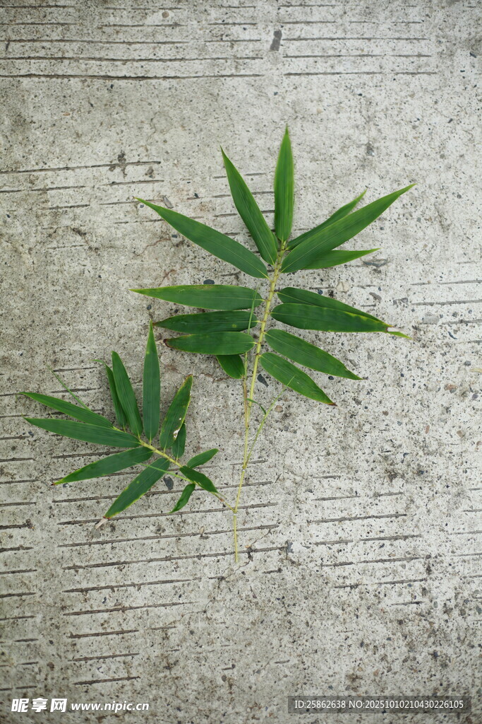 竹葉 