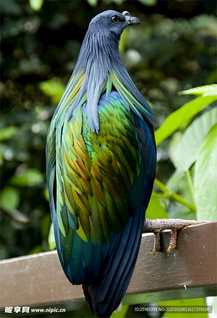 尼柯巴鳩