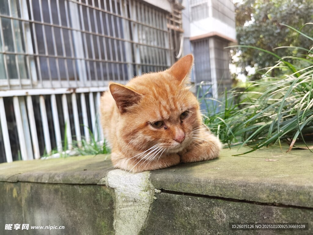 橘貓趴坐石上神情慵懶