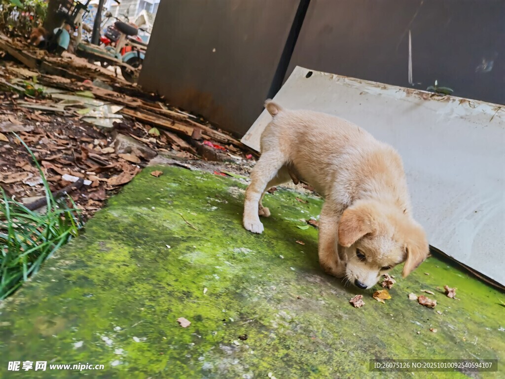 小狗在青苔地面低頭嗅聞