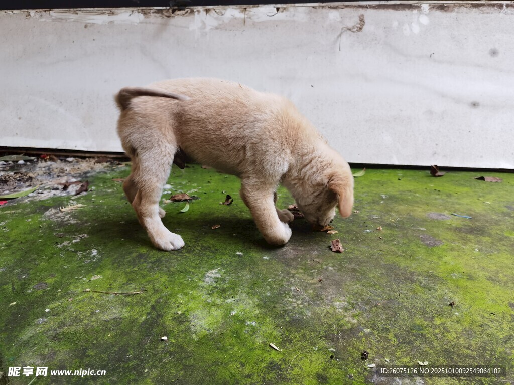 小狗嗅聞綠色苔蘚地面