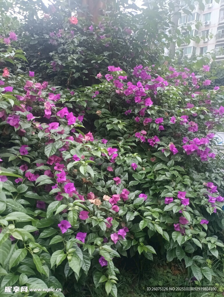 繁花錦簇的三角梅景觀