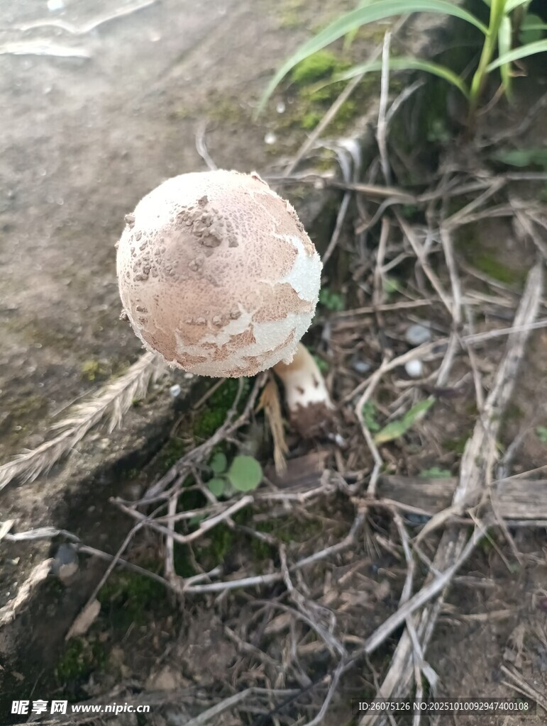 野外生長的獨特蘑菇
