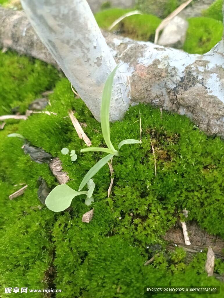 青苔上的嫩綠幼苗