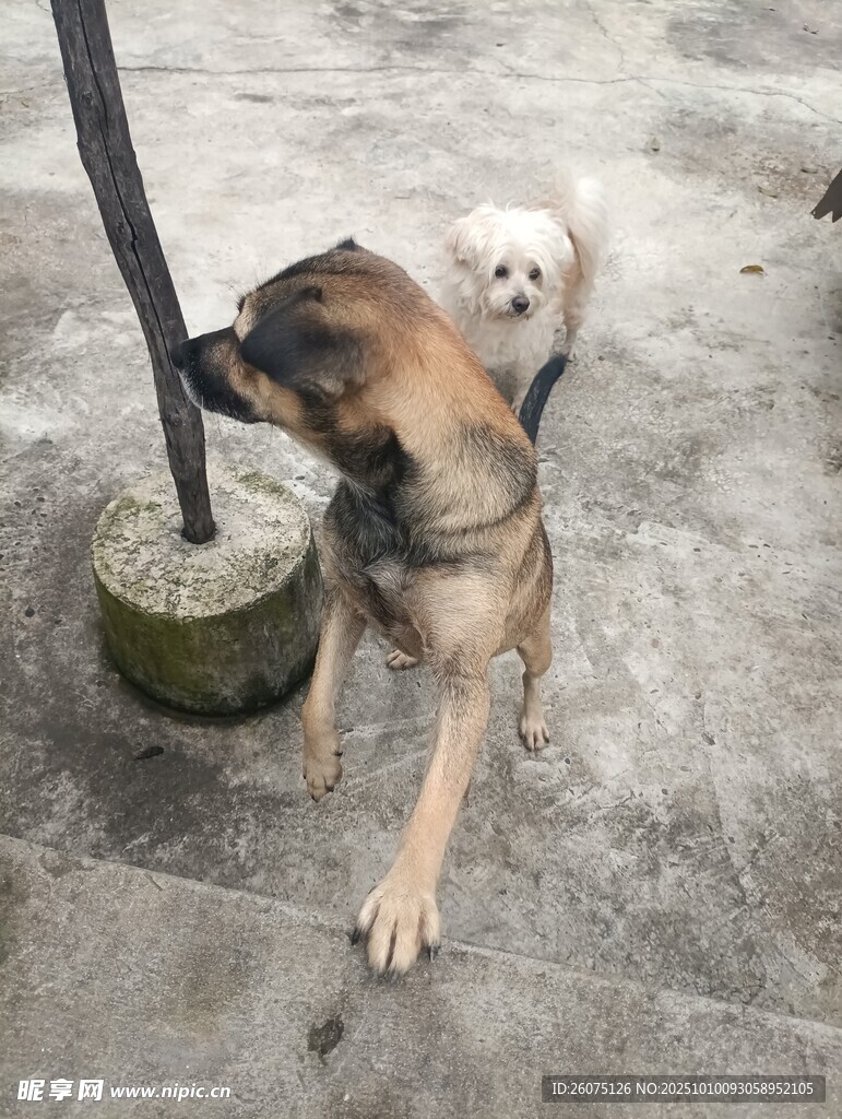 兩只狗狗在戶外玩耍