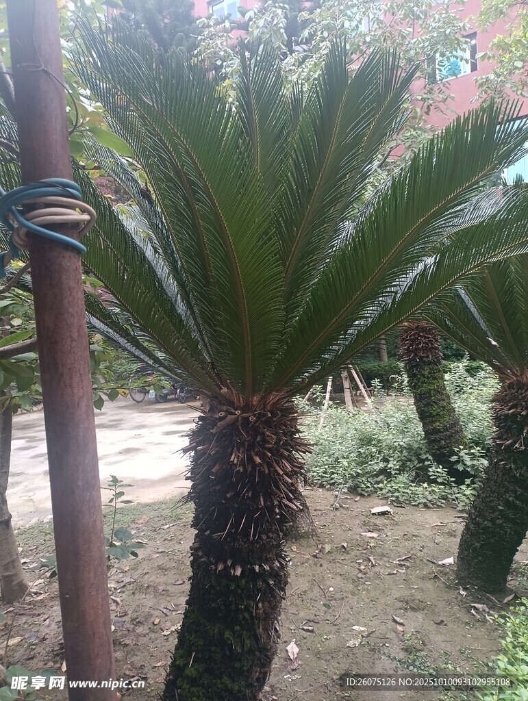 戶外生長的棕櫚科植物
