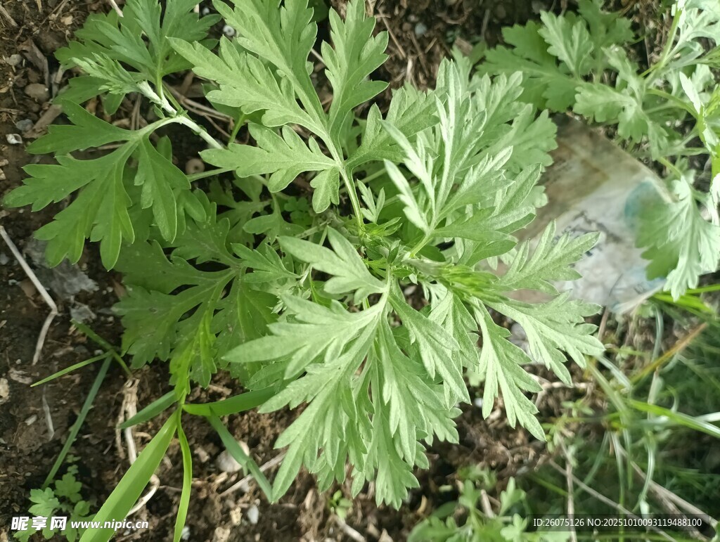 綠色艾草植物特寫