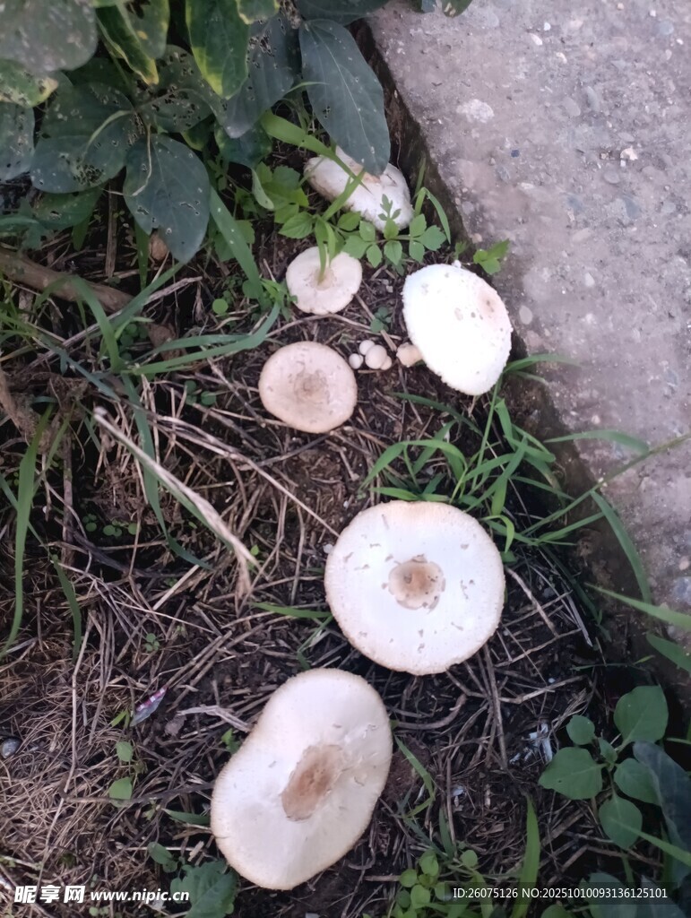 草地上的幾朵白色蘑菇