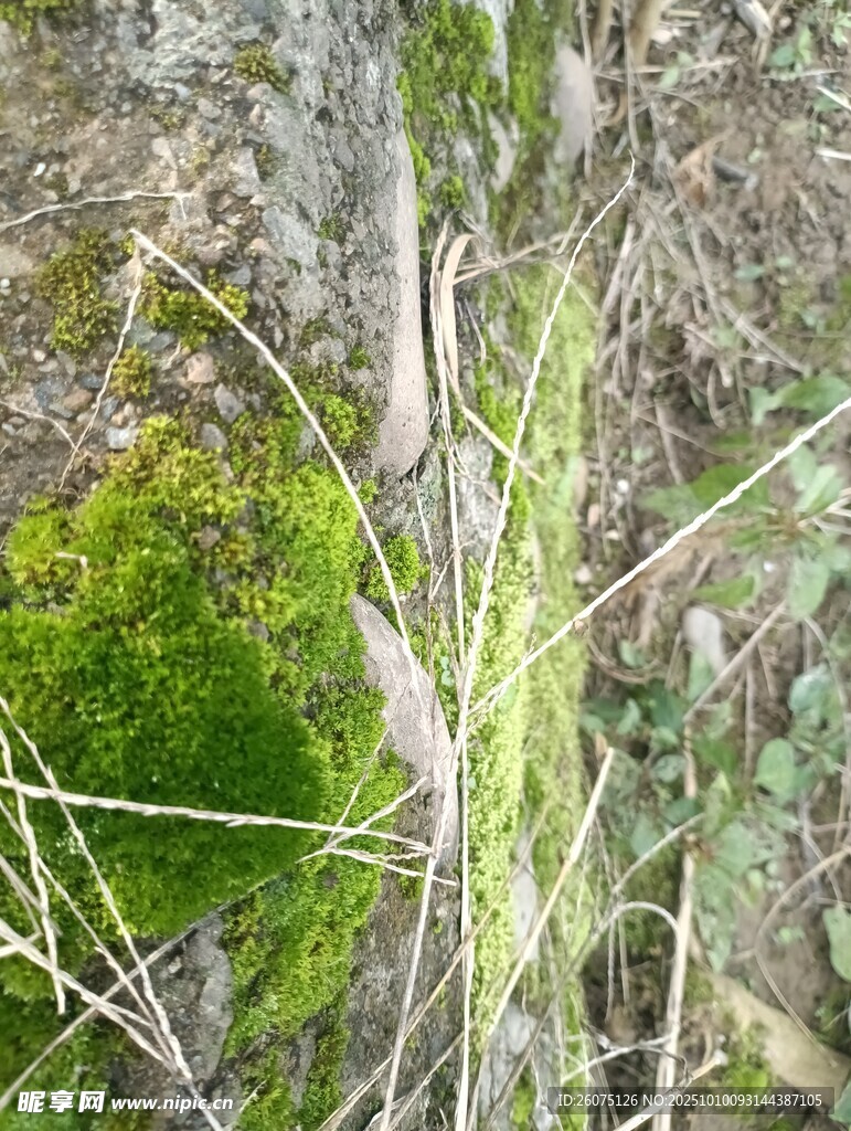 地面上的苔蘚與干枯植物