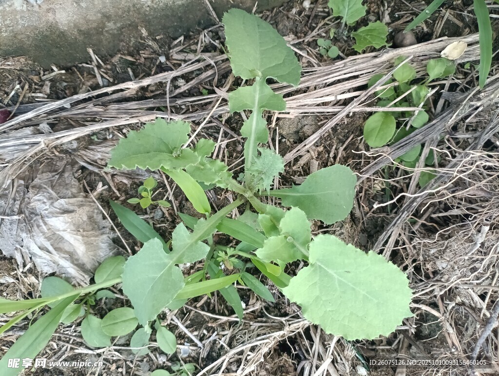 野外生長(zhǎng)的嫩綠植物