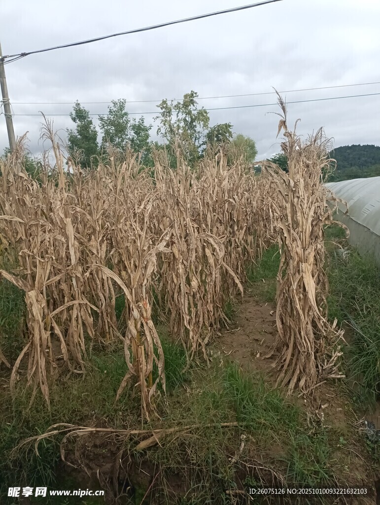 秋收后路邊的枯黃玉米地