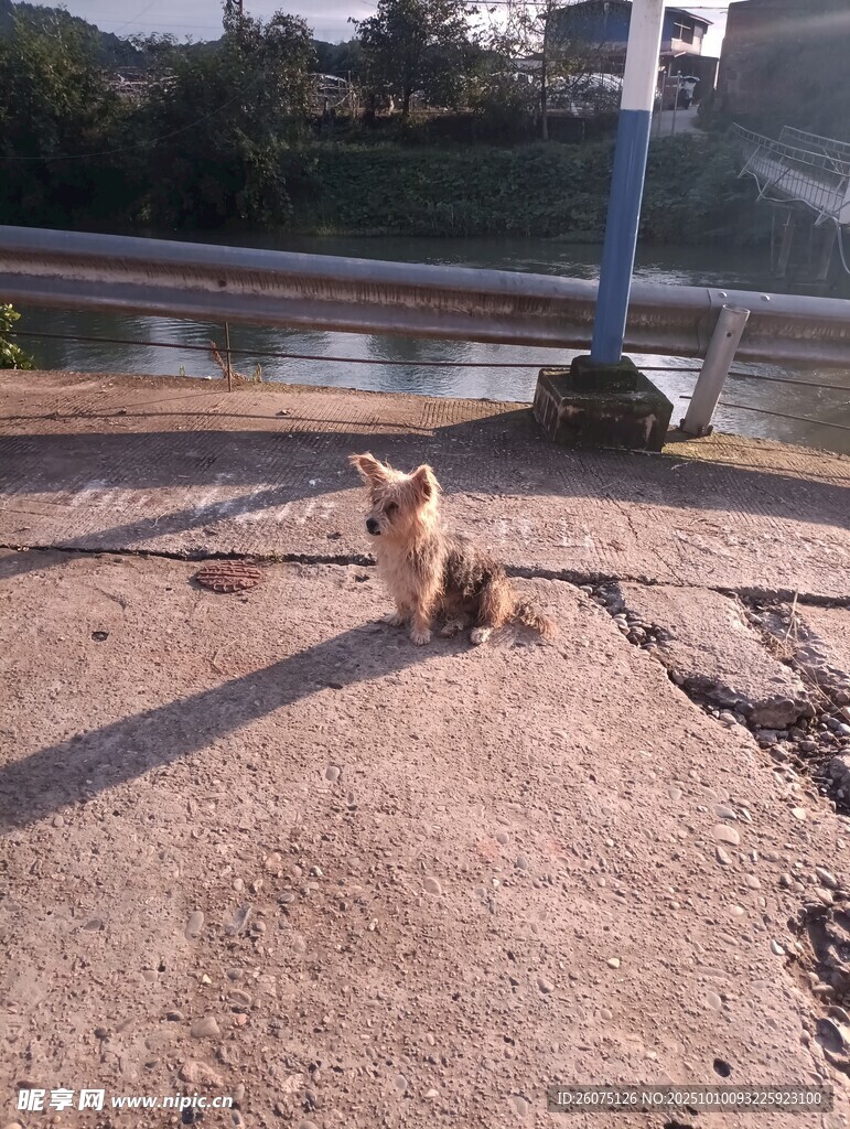 路邊獨坐的可愛小狗