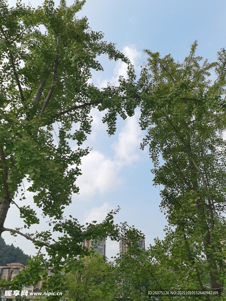 透過(guò)綠樹(shù)望藍(lán)天與建筑