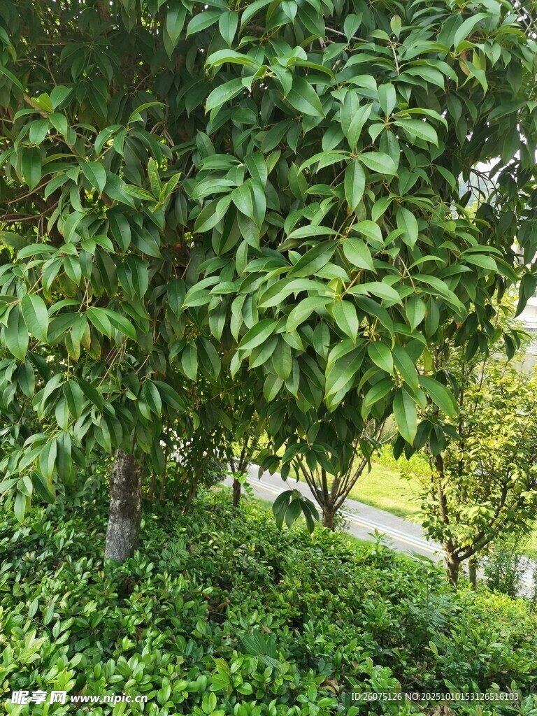 繁茂綠樹(shù)與蔥郁植被