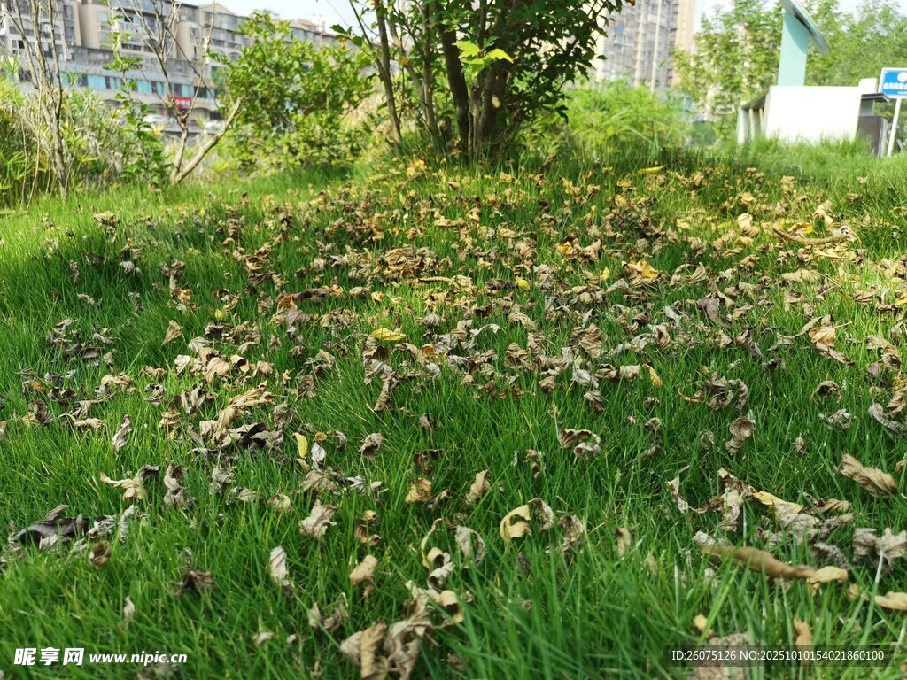 草地落葉景象