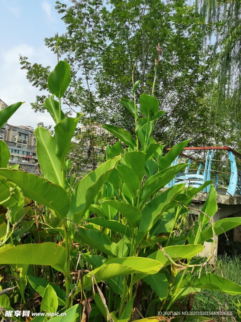 綠葉繁茂的自然景致
