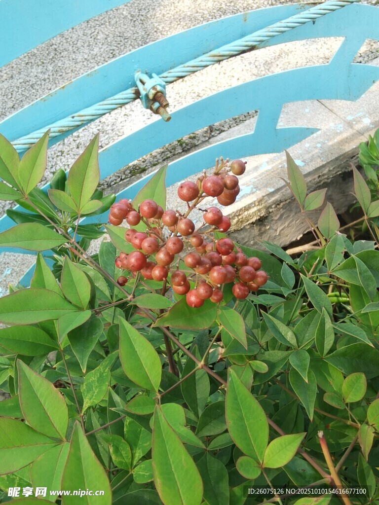 枝頭紅果綠葉間的誘人景象