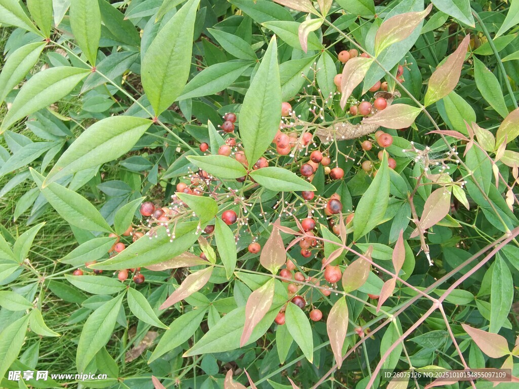 綠葉間的紅色小果實(shí)
