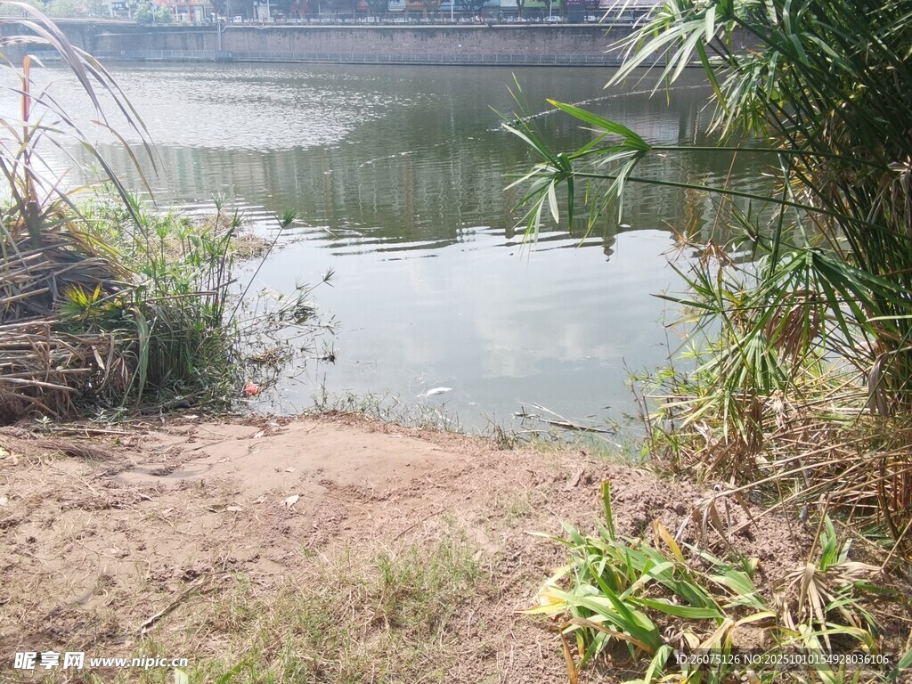寧靜湖邊自然景致