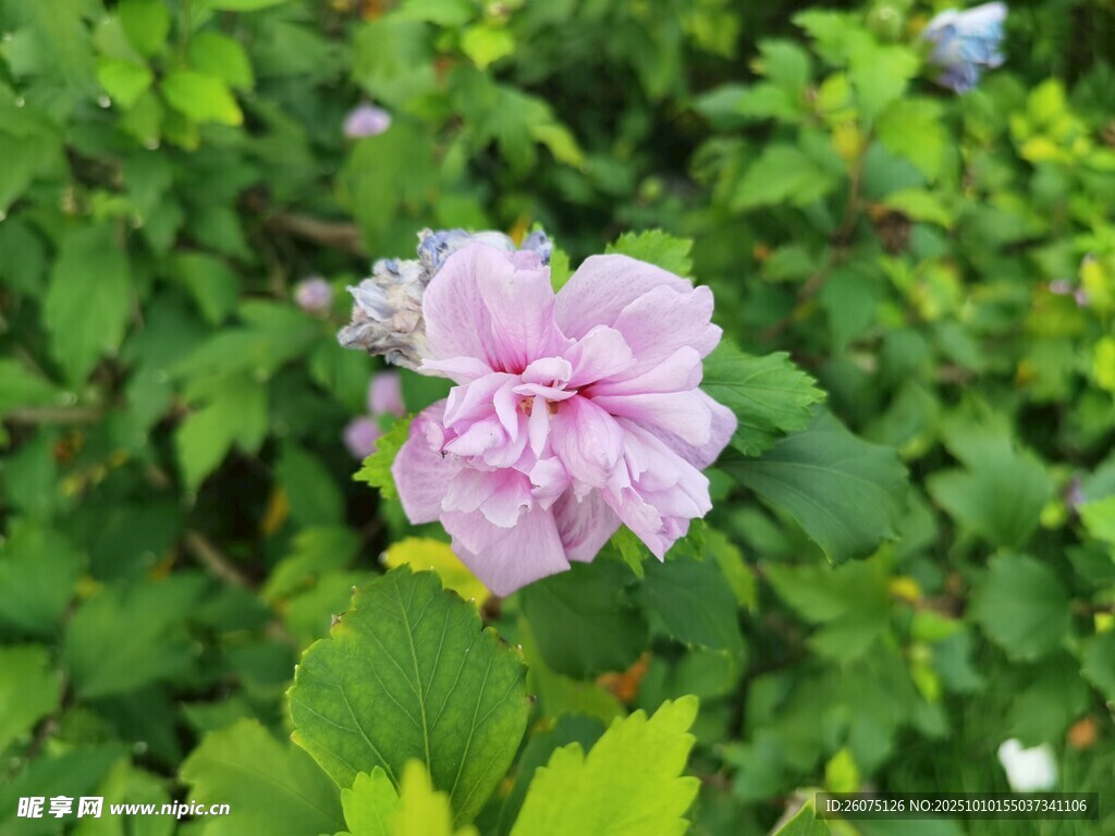 粉色木槿花綻放綠葉間