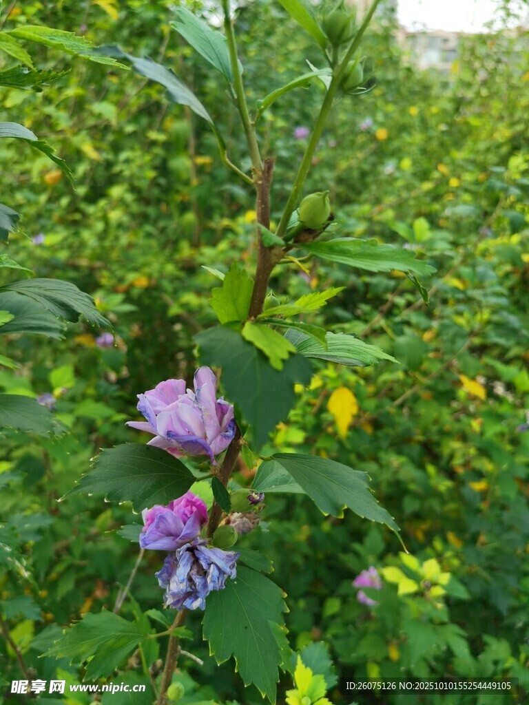 紫色花卉生長于綠植間