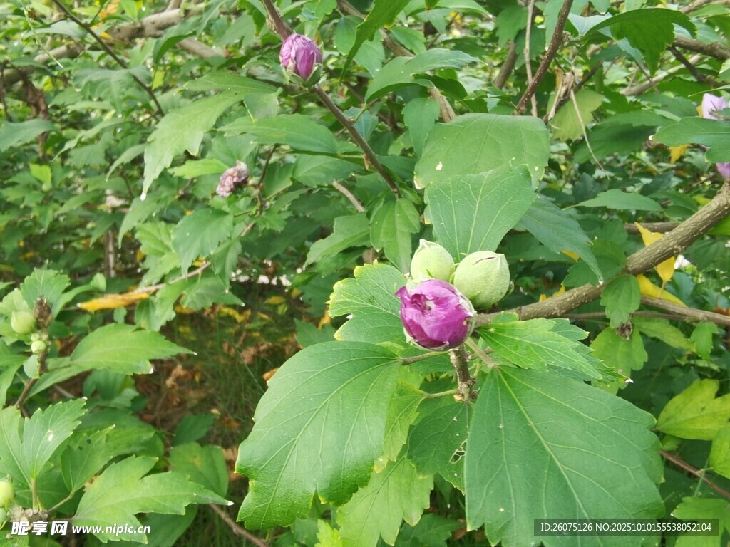 枝頭綻放的紫色花朵