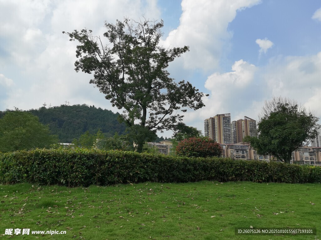 城市中的綠地與樹木景觀