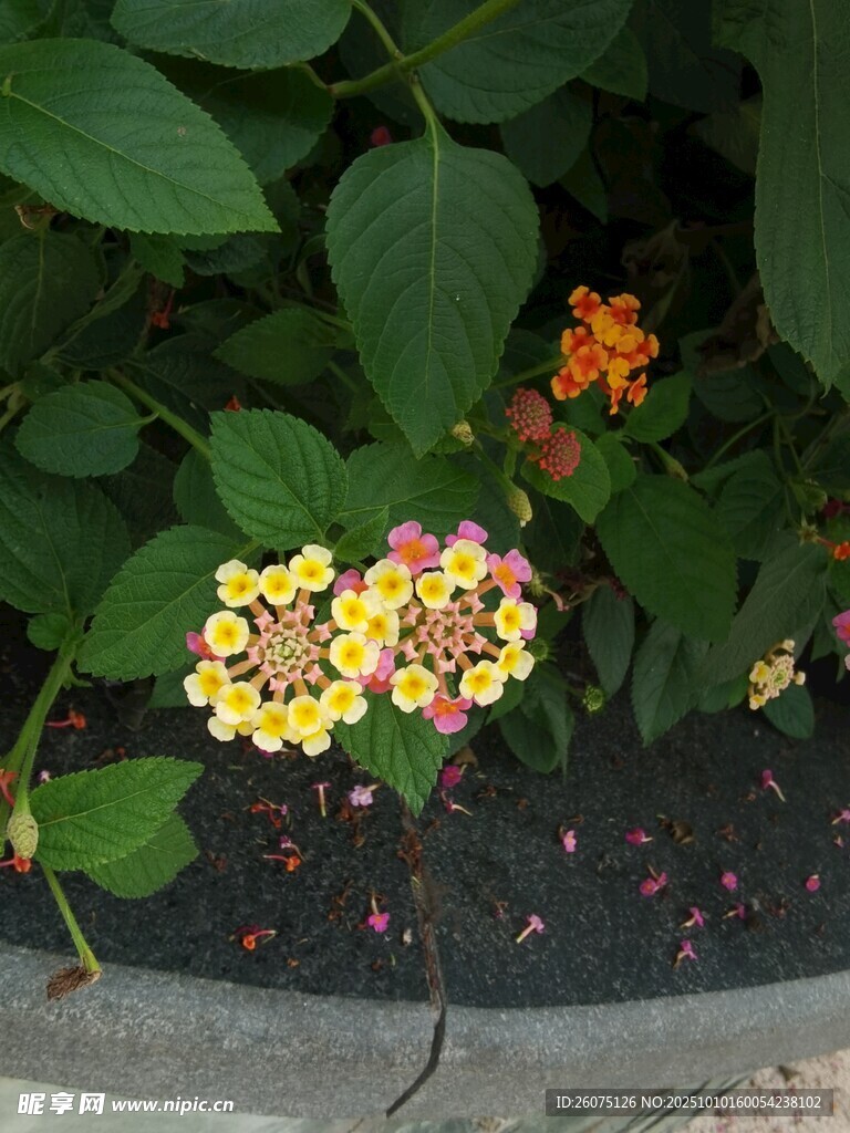 多彩花卉綻放于綠葉間