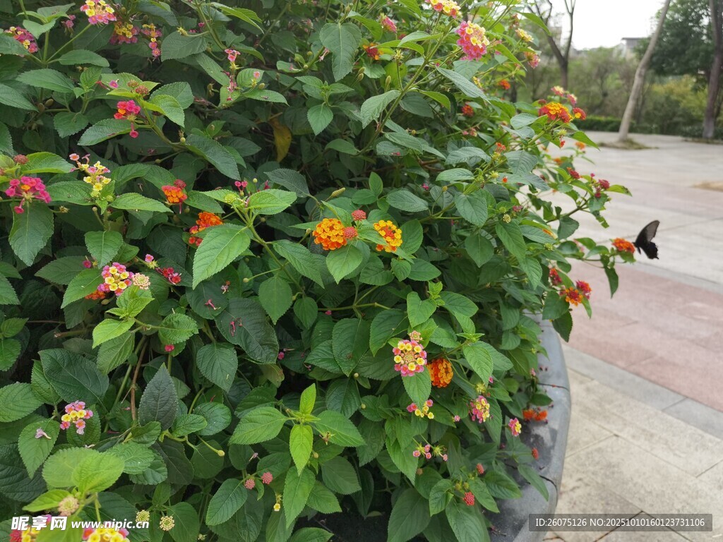 多彩花卉盆栽綠葉繁花