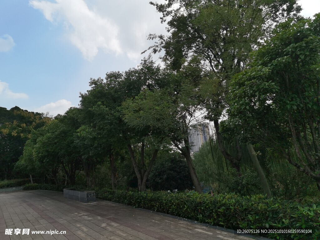 林間靜謐道路綠意盎然