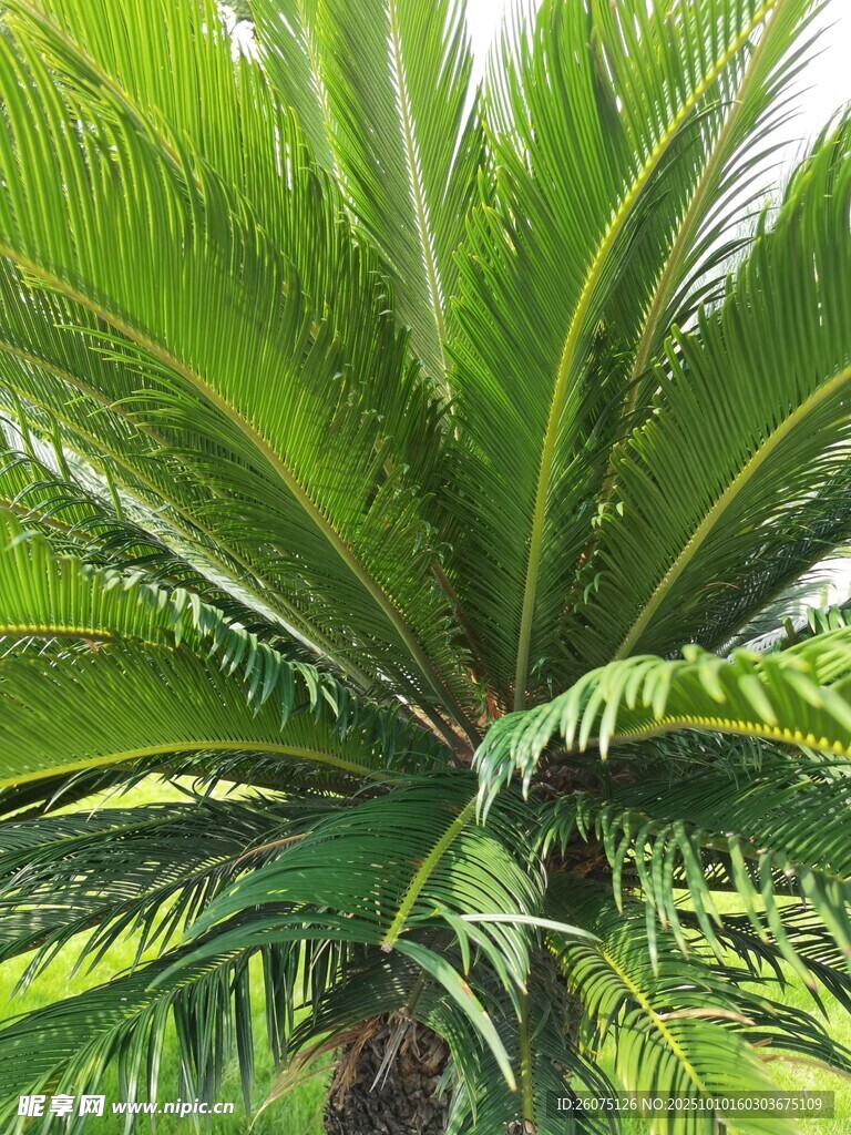 茂盛的棕櫚樹