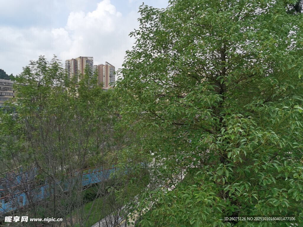 城市中蔥郁的綠樹景觀