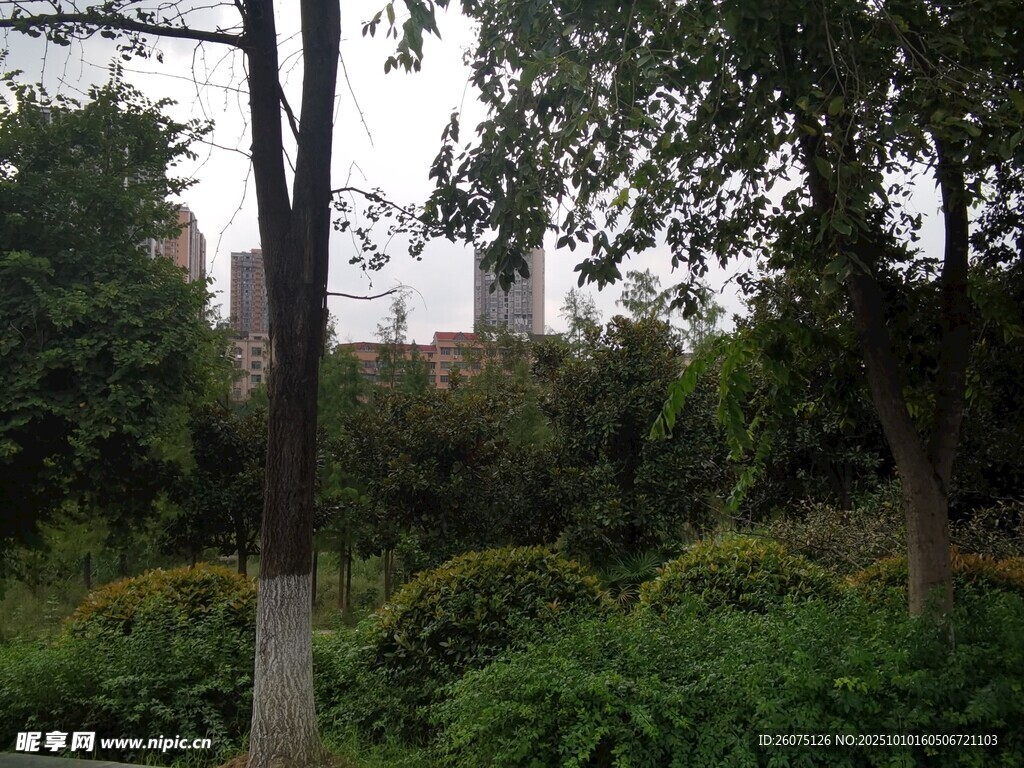 城市中的綠植景觀